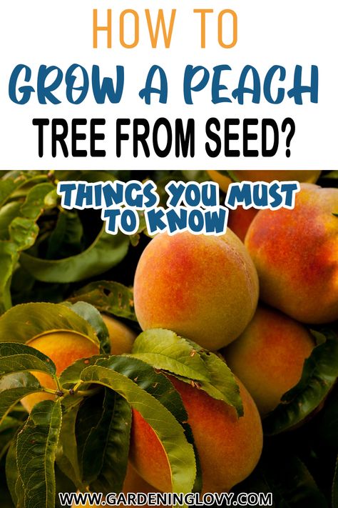 How To Grow A Peach Tree From Seed? Planting Peach Trees, Growing Trees From Seeds, Planting Peach Pits, How To Grow Peaches From Seed, How To Grow Peaches From Pits, How To Plant A Peach Pit, Growing Peaches From Pits, How To Plant Peach Seeds, How To Plant A Peach Seed