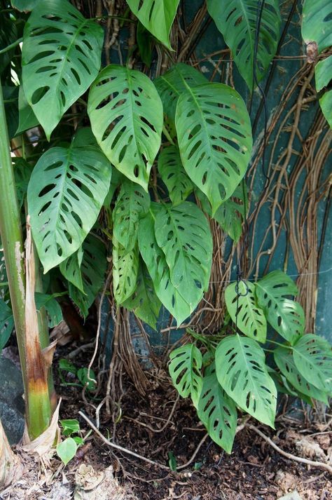 Lincoln Park Conservatory, Monstera Albo, Coco Coir, Monstera Adansonii, Plant Zones, Fairy Homes, Meteor Garden 2018, Garden Route, Plant Identification