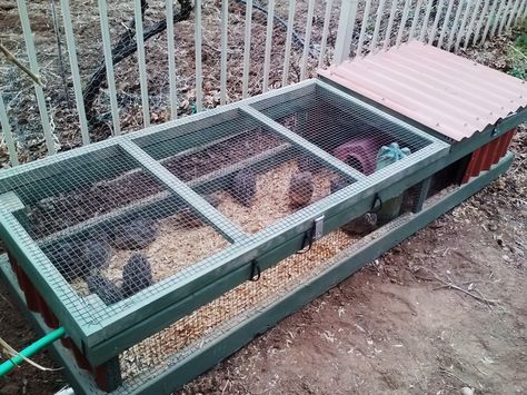 Quail in their coop outside. 4 wks old | BackYard Chickens - Learn How to Raise Chickens Diy Cheap Quail Coop, Bobwhite Quail Coop, Cheap Quail Coop, Pallet Quail Coop, Easy Diy Quail Coop, Ground Quail Coop, Small Quail Coop, Quail Pen Ideas Diy, Easy Quail Coop