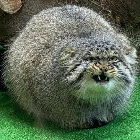 Manul Cat, Pallas Cat, Small Wild Cats, Pallas's Cat, Raccoon Dog, Exotic Cats, Gorgeous Cats, Unusual Animals, Cat Character