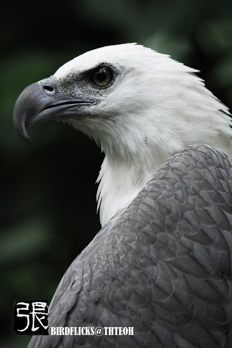 White Bellied Sea Eagle White Bellied Sea Eagle, Roleplay Aesthetic, Vietnam Trip, Raptors Bird, Sea Eagle, Eagle Pictures, Eagle Bird, Childs Play, Eagle Art