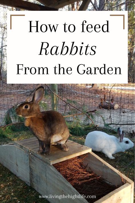 Rabbit Feeding Station, Rabbit Run Ideas, Aesthetic Farm Animals, Rabbit Sanctuary, Farm Baby Nursery, Rabbit Tractor, Meat Rabbits Breeds, Farming Aesthetic, Rabbit Tunnel