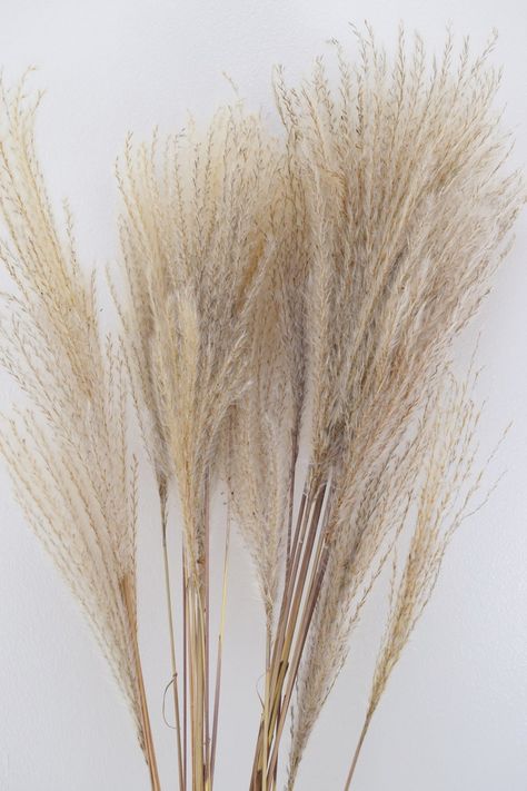 Mini Pampas, Dried Flowers Wedding, Dried Pampas, Dried Flower Arrangements, Flowers Wedding, Pampas Grass, Natural Products, Dried Flower, Chic Decor