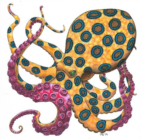 Blue Ringed Octopus, Ringed Octopus, Full Drawing, Octopus Drawing, Octopus Painting, Octopus Tattoo Design, J Smith, Octopus Tattoo, Drawing Tips