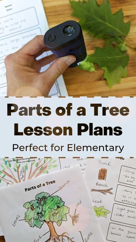 Explore the parts of a tree with your kids using these free printable worksheets. Label the tree diagram in black and white and in full color. Graphic organizer and a tree observation worksheet. Pre-K through 5th Forest Unit, Parts Of A Tree, Science Lessons Elementary, Elementary Science Activities, Unit Studies Homeschool, Tree Diagram, General Science, Science Lesson, Science Lesson Plans