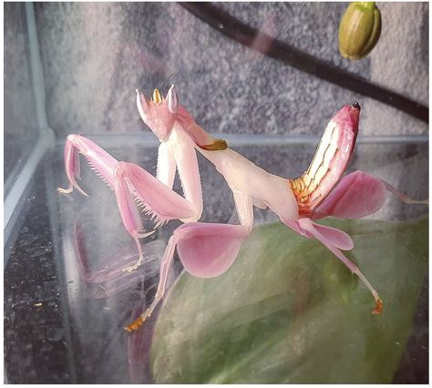 Orchid Mantis Costume, Orchid Mantis Aesthetic, Pink Praying Mantis, Orchid Praying Mantis, Prey Mantis, Pretty Insects, Mantis Tattoo, Orchid Mantis, Bug Toys