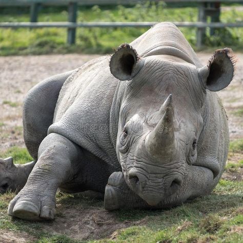 East African black rhino looking straight to camera. Photographed at Port Lympne Safari Park near Ashford Kent UK. royalty free stock image Black Rhinoceros, Photography Wallpapers, Wild Animals Photography, Black Rhino, Kent Uk, Animals Photography, Safari Park, Rhinos, Pretty Animals