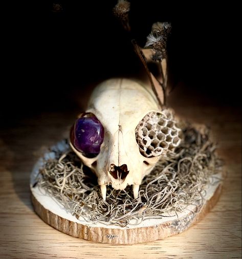 Skull Display, Cat Skull, A Cat, Amethyst