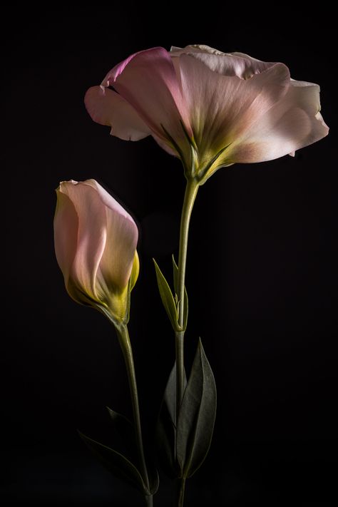 Flora — Susan Augustine Photography Flower Photography Black Background, Rose Flowers Drawing, Decoration Craft Ideas, Pot Drawing, Lisianthus Flowers, Flor Tattoo, Flowers Black Background, Flowers Drawing, Drawing Simple