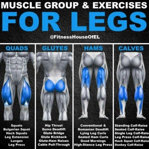 Leg Muscle Exercises, Bigger Legs, Leg Workouts Gym, Leg Muscle, Workout Splits, Leg Exercises, Gym Workout Chart, Leg Training, Workout Routine For Men