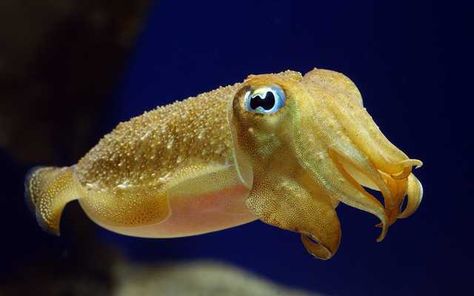 Cute Cuttlefish - Imgur Fun Facts About Animals, Molluscs, Deep Sea Creatures, Animal Facts, Ocean Creatures, Ocean Animals, Animal Wallpaper, Ocean Life, Sea Animals