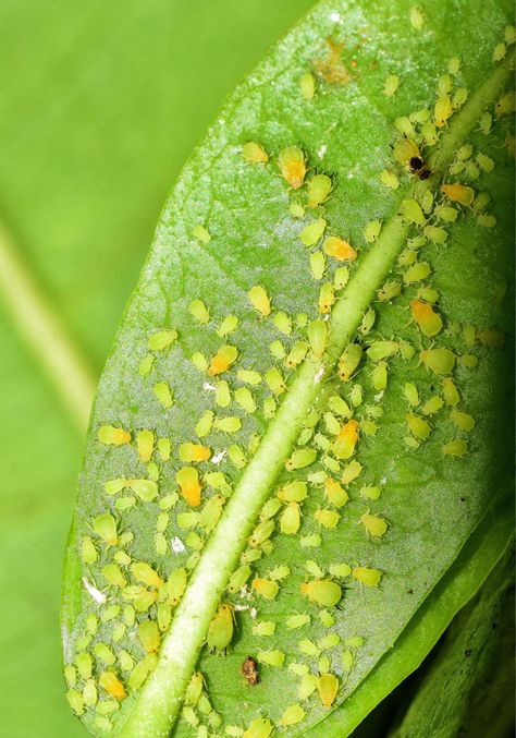 aphids Aphids On Plants, Farm Tattoo, Leafhopper, Flea Beetles, Get Rid Of Ants, Ant Farms, Japanese Beetles, Plant Pests, Attracting Beneficial Insects