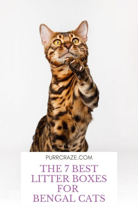 Are you looking for a litter box for your bengal cat? Here are 7 awesome litter boxes that are highly recommended for bengals!    #cats #catcare #catfaq #caturday #cutecats #pets #animals #bengalcats #bengalcatcare Cat Motivation, Best Litter Box, Cat Bengal, Cat Proofing, Cat Things, Cat Purr, Bengal Cats, Forest Cat, Cats Breeds