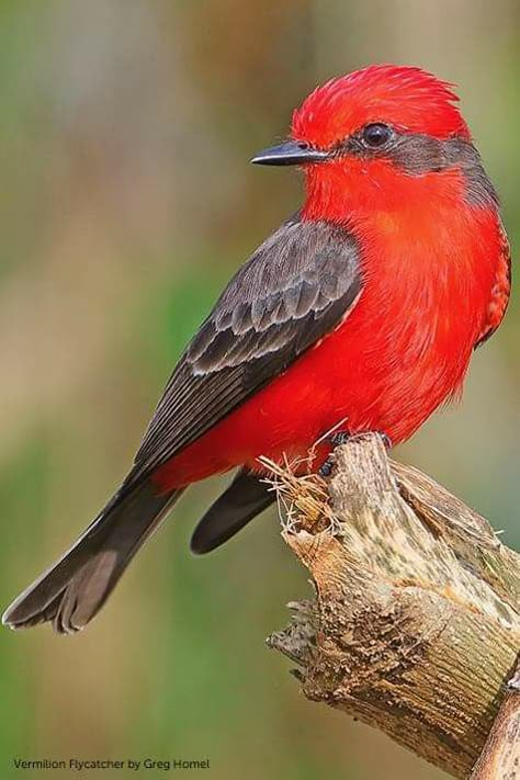 Cardenalito.ave nacional de Venezuela💛💙💖 Vermilion Flycatcher, Most Beautiful Birds, Kinds Of Birds, Nature Birds, Bird Pictures, Exotic Birds, Pretty Birds, Colorful Birds, Little Birds