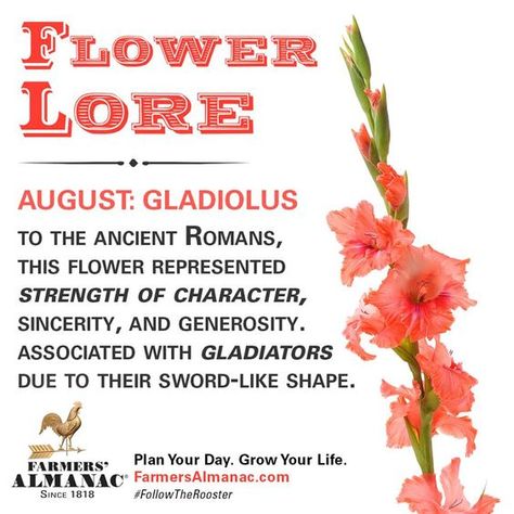 Gladiolus Flower Meaning, Happy Birthday August, Months Flowers, Zodiac Flowers, Birthday Month Flowers, Month Signs, Flower Reference, Gladiolus Flower, Native American Wisdom