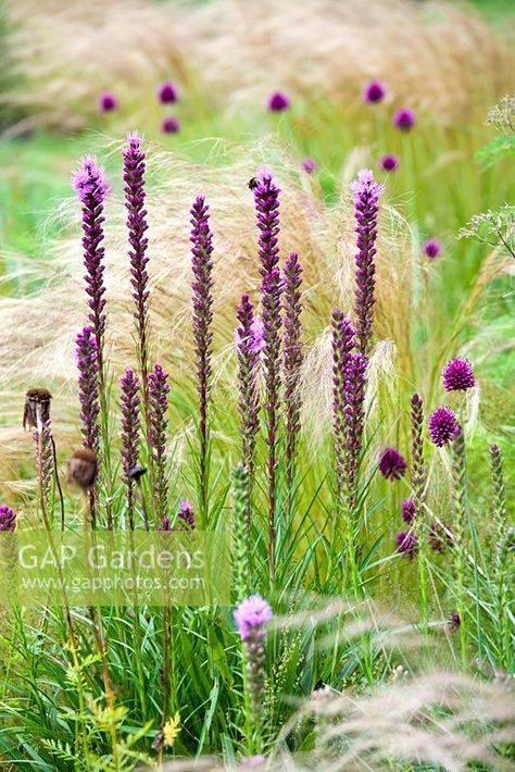 Liatris spicata, Allium sphaerocephalon and Nassella tenuissima. Jaap de Vries. Jakobstuin. The Netherlands Nassella Tenuissima, Liatris Spicata, Allium Sphaerocephalon, Planting Combinations, Allium Flowers, Planting Plan, Garden Greenhouse, Plant Photography, Mediterranean Garden