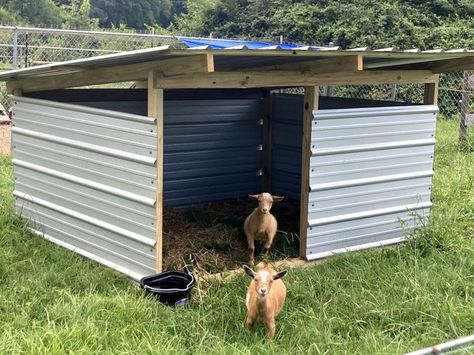 Metal Goat Shed, Simple Livestock Shelter, Shelter For Goats, Goat Lean To Shelter, Goat Playhouse, Sheep Shed Ideas, Goat House Pallets, Cheap Goat Shelter, Quick Goat Shelter