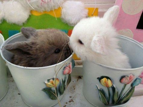 Lop Bunnies, Cute Bunny Pictures, Holland Lop, Pet Bunny, Bunny Pictures, Pretty Animals, Baby Animals Funny, Baby Bunnies