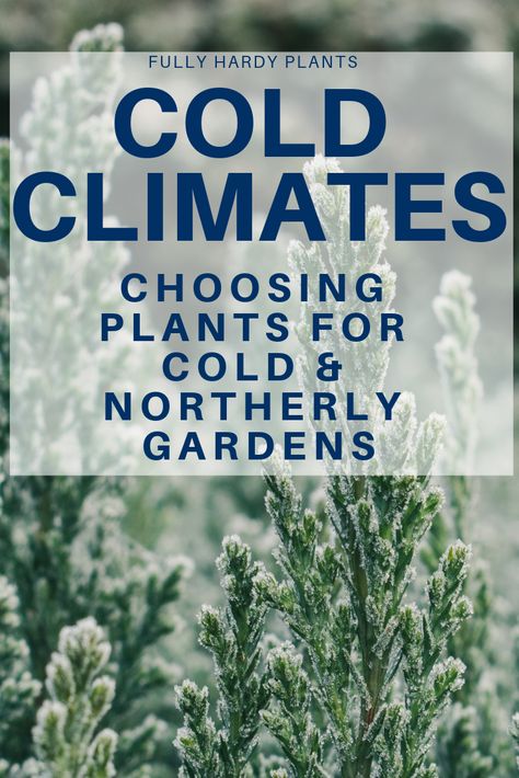 Cold Climate Garden, Cold Climate Landscaping, Cold Hardy Plants, Zone 3b Gardening, Cold Hardy Perennials, Alaska Landscaping, Backyard Hideaway, All Year Round Plants, Alaska Garden