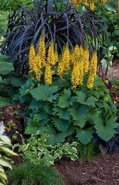 Perennials That Thrive in Shade Lobelia Cardinalis, Shade Gardening, Bottle Rocket, Shade Garden Plants, Black Thumb, Future Garden, Best Perennials, Shade Flowers, House Landscaping