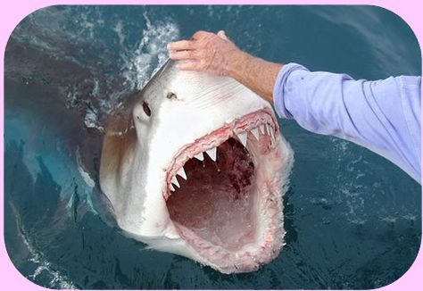 How to pick a Great White's nose. Shark Gif, Ocean Aesthetics, Sharks Scary, Scary Creatures, Drawing Mouth, Shark Cage Diving, Shark Facts, Shark Mouth, Jaws Movie