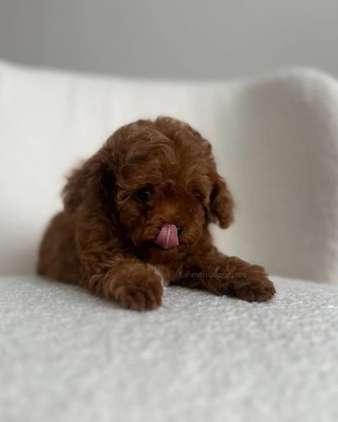 EREMI Maltipoo f2 Colour: caramel brown Adult weight: 2-2,2 kg Imagine this exquisite little maltipoo with dark chocolate brown hair. Her eyes, like two diamonds, sparkle with warmth and kindness, and her playfulness fills the space with cheerful energy. This little Maltipoo is a true beauty that makes hearts flutter with her unsurpassed beauty and charm. #maltipoo #maltipooforsale #maltipooforadoption #maltipoospain #maltipooportugal #maltipoousa #maltipoonewyork #maltipoogermany #maltip... Maltipoo Adult, Brown Maltipoo, Dark Chocolate Brown Hair, Puppy Mom, Chocolate Brown Hair, Dark Chocolate Brown, Caramel Brown, Her Eyes, True Beauty