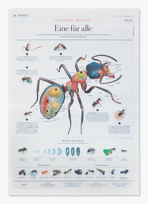 Wood Ants, Animal Infographic, Ant Species, Scientific Poster, Prehistoric Wildlife, Interesting Science Facts, Science Illustration, Biology Lessons, One For All