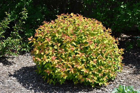 Double Play Candy Corn Spirea, Candy Corn Spirea, Double Play Doozie Spirea, Gold Flame Spirea, Magic Carpet Spirea, Spirea Betulifolia, Spirea Bush, Spiraea Japonica, Waterville Maine