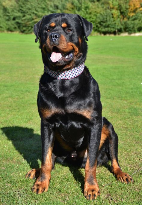 rottweiler guard dog, rottweiler dog puppies, big rottweiler dogs, dog rottweiler puppies, rottweiler dog breed, rottweiler dog collars, rottweiler dog aesthetic, rottweiler dog baby, rottweiler dog black, rottweiler dog brown, rottweiler dog black and white, rottweiler dog barking, rottweiler dog cute, rottweiler dog dangerous, rottweiler dog dress, rottweiler dog funny, rottweiler dog female, german rottweiler dog, golden rottweiler dog, rottweiler dog house, rottweiler dog happy. Rottweiler Mix Dogs, Aesthetic Rottweiler, Lab Mix Dogs, Big Rottweiler, German Shepherd Rottweiler, German Shepherd Rottweiler Mix, Baby Rottweiler, Rottweiler Dog Breed, Rottweiler Breed