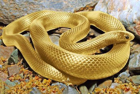 ???? Golden Snake - Imgur Snake Crafts, Spiders And Snakes, Colorful Snakes, Pretty Snakes, Golden Snake, Golden Tree, Pet Snake, Beautiful Snakes, Hdr Photography