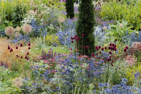 Peach Flowers Garden, Drumstick Allium, Tom Stuart Smith, Allium Sphaerocephalon, Naturalistic Garden, Pastel Garden, Planting Design, Sea Holly, Plants Growing