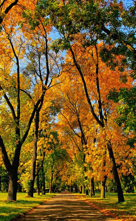 Leaves On The Ground, Lodz Poland, Autumn Scenes, 수채화 그림, Lodz, Autumn Scenery, Autumn Beauty, Jolie Photo, Alam Yang Indah