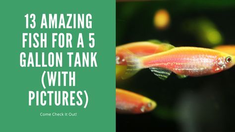 Fluval Spec 5 Gallon, 4 Gallon Fish Tank, 5.5 Gallon Fish Tank Ideas, 5 Gallon Planted Betta Tank, 5 Gallon Fish Tank Ideas, 5 Gallon Fish Tank, Fish Tank For Kids, Glofish Tank, Planted Betta Tank