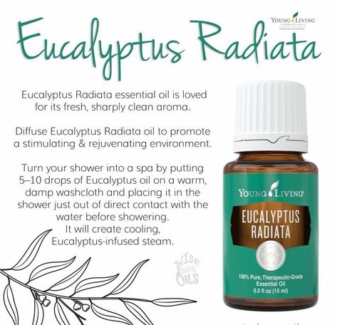 Eucalyptus Radiata Young Living, Myrtle Essential Oil, Eucalyptus Radiata, Young Living Diffuser, Chemical Free Living, Thieves Cleaner, Diy Essential Oil Recipes, Young Living Essential Oils Recipes, Yl Oils