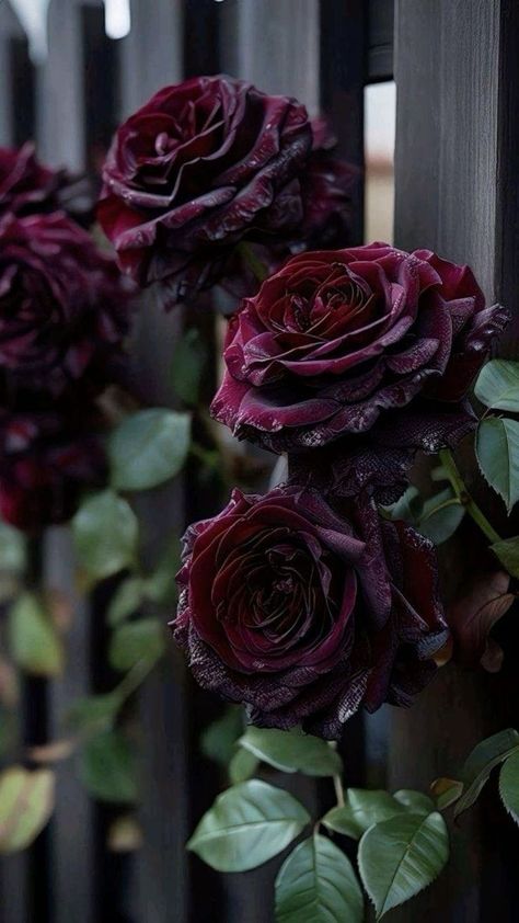 Dark Rose Garden Aesthetic, Purple Goth Aesthetic, Purple Roses Wallpaper, Burgundy Aesthetic, Dark Purple Roses, Witchy Garden, Goth Garden, Rose Flower Pictures, Flowers Pretty