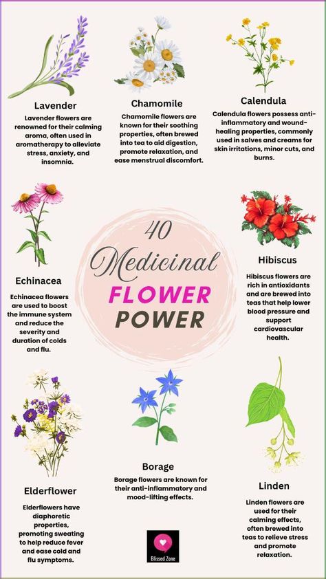 From soothing skin to calming nerves, explore the healing properties of 40 medicinal flowers. Perfect for creating your herbal remedy toolkit. #flowerhealing #herbalknowledge #naturalmedicine Healing Plants Medicine, Flowers For Healing, Herbal Flower Garden, Medicinal Plants Aesthetic, Herbal Plants Medicine, Healing Herbs Medicine, Herbal First Aid, Medicinal Flowers, Medicinal Recipes