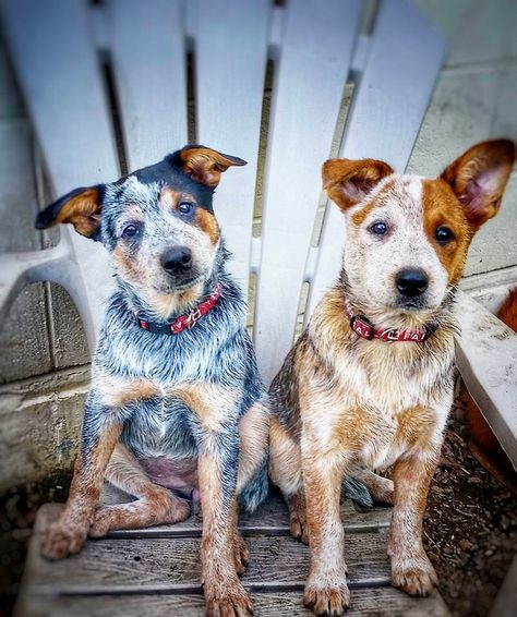 Blue and red heelers. My favorite dogs in the world. Australian Cattle Dogs are so loyal and protective. RIP Ringo Red Heeler Dog, Aussie Cattle Dog, Austrailian Cattle Dog, Red Heelers, Cattle Dogs Rule, Heeler Puppies, Blue Heelers, Blue Heeler Dogs, Red Heeler