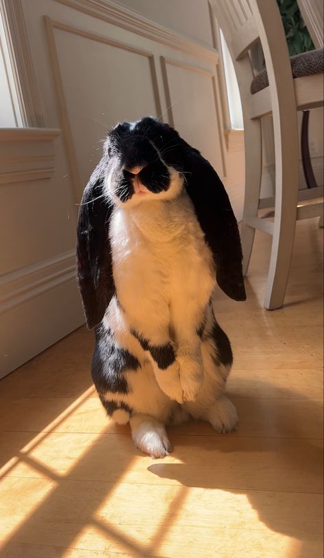 English lop rabbit standing up English Lop, Mini Lop Bunnies, Lop Bunnies, Lop Bunny, Pet Bunny Rabbits, Rabbit Pictures, Large Rabbits, Mini Lop, Bunny Care