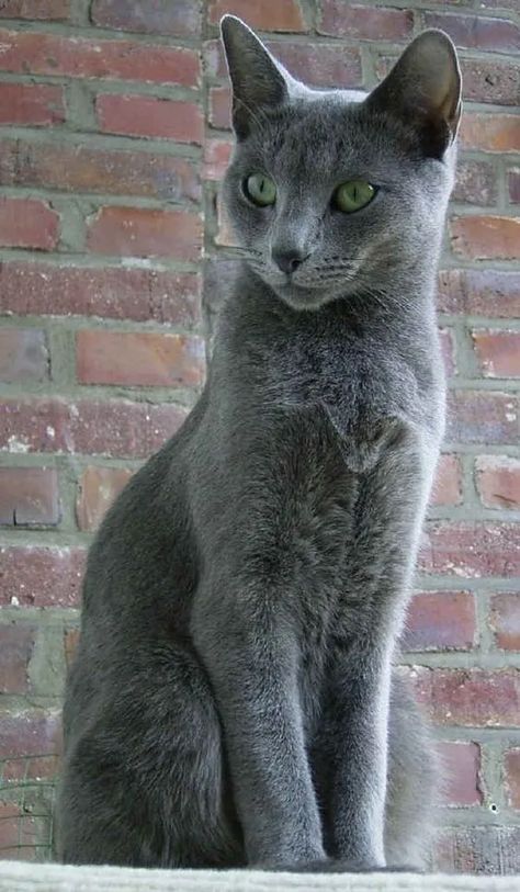 10 Most Beautiful Cat Breeds You're Going To Love Grey Cat Breeds, Russian Cat, Nebelung, Cat Species, Russian Blue Cat, Gray Cat, Beautiful Cat Breeds, Most Beautiful Cat Breeds, Russian Blue