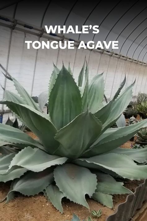 A large and robust succulent with broad, fleshy leaves resembling the shape of a whale's tongue, native to northeastern Mexico. Plant lovers enjoy the Whale’s Tongue Agave for its dramatic and architectural presence, making it a standout focal point in gardens or containers. Delve into our article to unravel the secrets of Agave ovatifolia, where we share insights into its cultivation, care tips, and creative ways to showcase its impressive form. Photo Credit: @katopin Xeriscape Garden, Low Water Plants, The Whale, Desert Plants, Whales, Plant Lover, Plant Care, Focal Point, Succulent