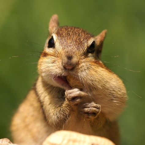 Chipmunk / Tamia Chipmunk Pictures, Chipmunk Aesthetic, Girl Chipmunks, Pet Chipmunk, Eastern Chipmunk, Chipmunks, Reptiles, Animals