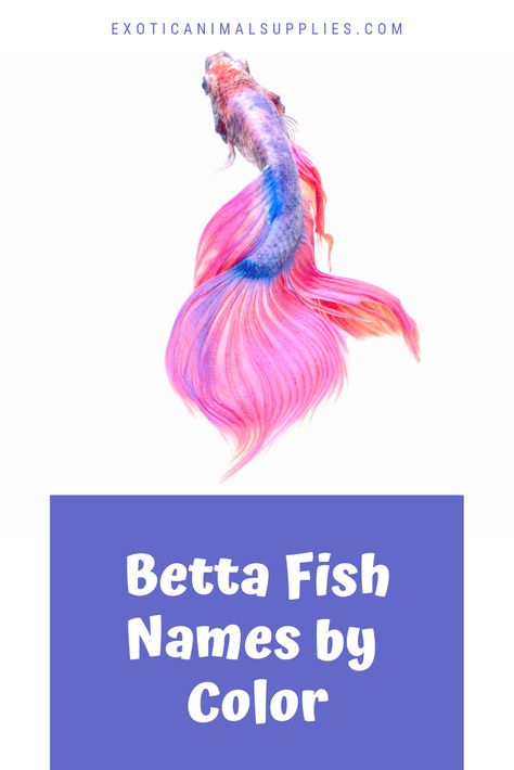 Tons of clever, cute, and funny fish names for bettas based on different colors. Get ideas for red, pink, blue, yellow, orange, white, black, and other color bettas. White Fish Names, Blue Betta Fish Names, Betta Fish Names Ideas, Beta Fish Name Ideas, Fish Names Ideas Funny, Names For Fish Pet, Fish Names Ideas Cute, Funny Fish Names, Beta Fish Names