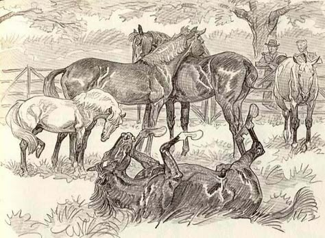 Illustration from Paul Brown Black Beauty Brown Horse Art, Paul Desmond, Drawing Horses, Vintage Drawings, Paul Brown, Horse Sketch, Horse Things, Horse Books, Horse Illustration