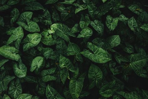 High angle view of green leaves Free Pho... | Free Photo #Freepik #freephoto #pattern #floral #leaf #green Green Leaf Wallpaper, 3d Wallpaper Mural, Green Leaf Background, Watercolor Paper Texture, Leaf Images, Green Texture, Leaf Texture, Texture Images, Leaf Background