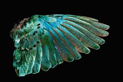 Feather Photography, Wings Art, Bird Wings, Feather Wings, Feather Art, Arte Inspo, Bird Photo, Bird Species, Wild Birds