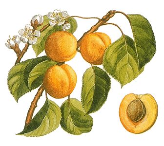 Apricot tree in the backyard. We made apricot jam with the excess Apricot Fruit, Apricot Tree, Liqueurs Recipes, Yellow Fruit, Peach Fruit, Apricot Jam, Dried Apricots, Vintage Botanical, Free Illustrations