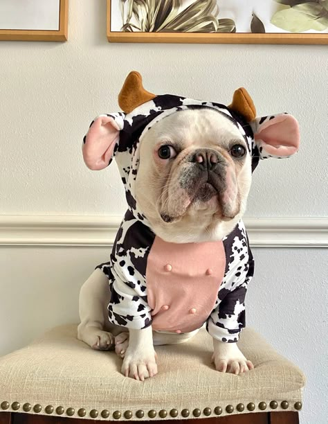 Funny Dairy Cow Dog Costume via FitFrenchie (Etsy) Cute Dog Halloween Costumes, Cute Dog Costumes, Cow Costume, Puppy Costume, Dairy Cattle, Pet Sweater, Dog Halloween Costumes, Dog Costumes, Cute Pigs