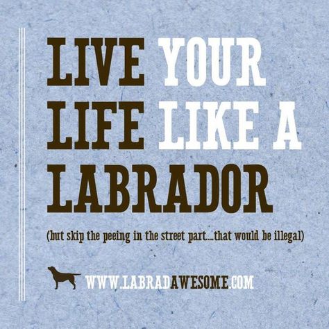 Like a Labrador Best Dog Quotes, Puppy Friends, Black Labs, Just Love Me, Lab Puppies, Yellow Lab, Chocolate Lab, Family Dogs, Dog Quotes