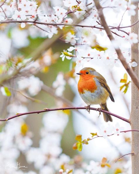 We LOVE England🇬🇧🏴󠁧󠁢󠁥󠁮󠁧󠁿 on Instagram: “One of my favourite photos of a sweet robin in Cheltenham, Gloucestershire🌸 Love this photo by @photographybystevegreen…” Wild Birds Photography, Steve Green, Nature Birds, Animal Projects, Arte Animal, Bird Drawings, Pretty Birds, Bird Photo, Watercolor Animals