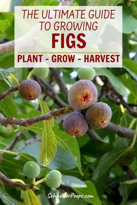 Ultimate Guide to Growing Figs - in the backyard or indoors Growing Figs, Fig Fruit Tree, Growing Fig Trees, Fig Tree Plant, Fig Varieties, Fruit Tree Garden, Garden Nails, Gardening Aesthetic, Garden Fruit